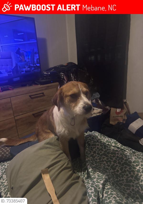 Lost Male Dog last seen Vance ,Holt,Giles Street, Mebane, NC 27302