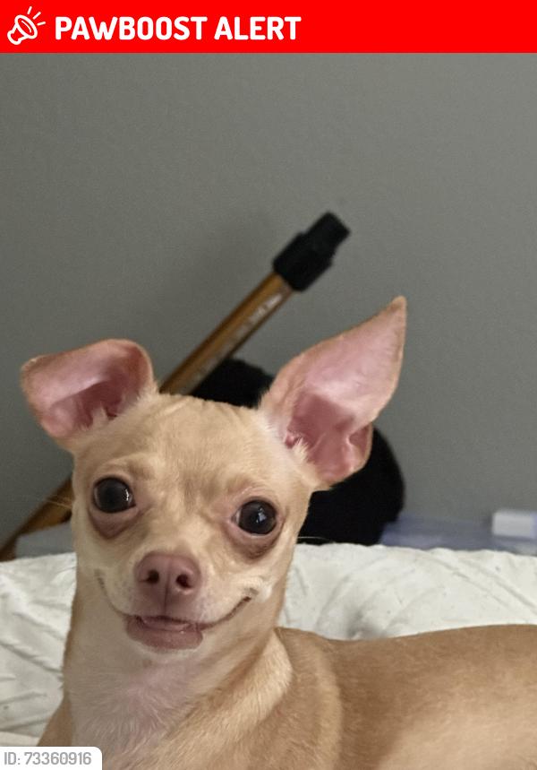 Lost Female Dog last seen Eastmonte park, Altamonte Springs, FL 32701