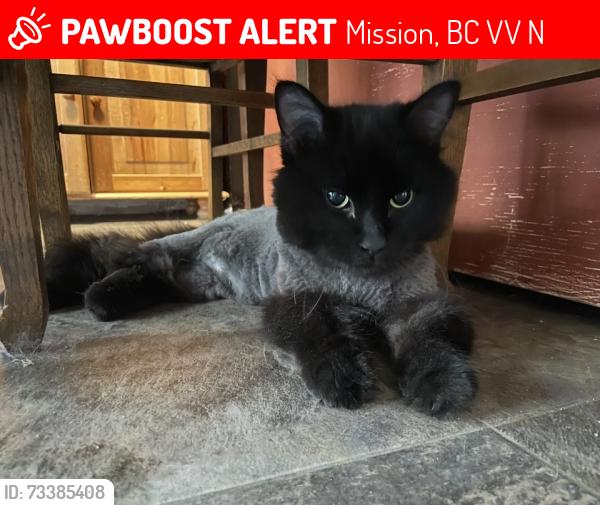 Lost Male Cat last seen Norrish Ave & Manson St, Mission, BC V2V 6N9