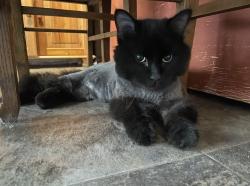 Lost Male Cat last seen Norrish Ave & Manson St, Mission, BC V2V 6N9
