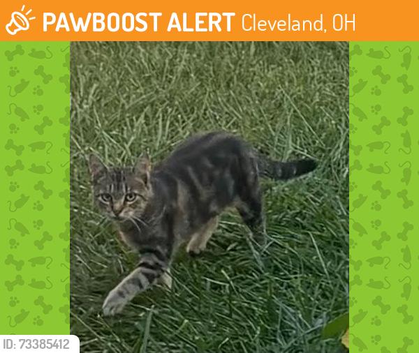 Found/Stray Unknown Cat last seen Delhaven and Moore dr. in Parma, Cleveland, OH 44130