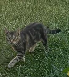 Found/Stray Unknown Cat last seen Delhaven and Moore dr. in Parma, Cleveland, OH 44130