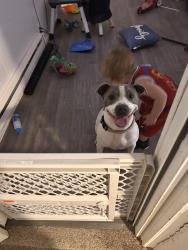 Found/Stray Male Dog last seen Hawthorn park, Terre Haute, IN 47803