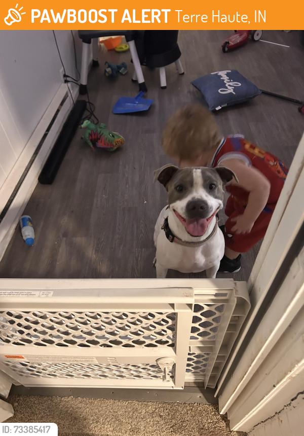 Found/Stray Male Dog last seen Hawthorn park, Terre Haute, IN 47803