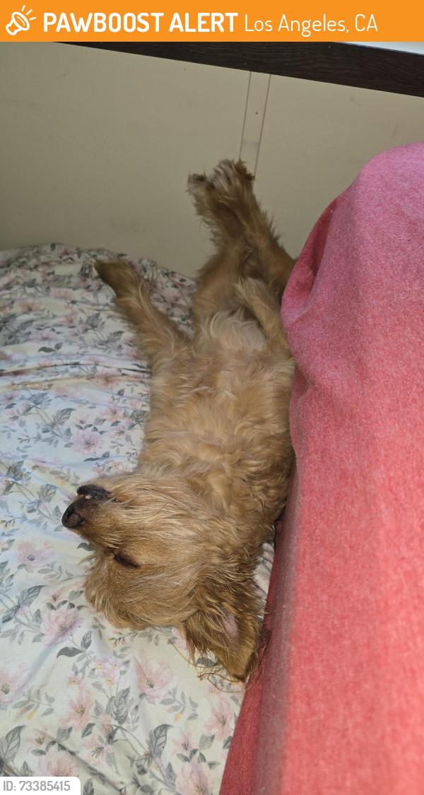 Found/Stray Male Dog last seen Near y hoover los ángeles, Los Angeles, CA 90044