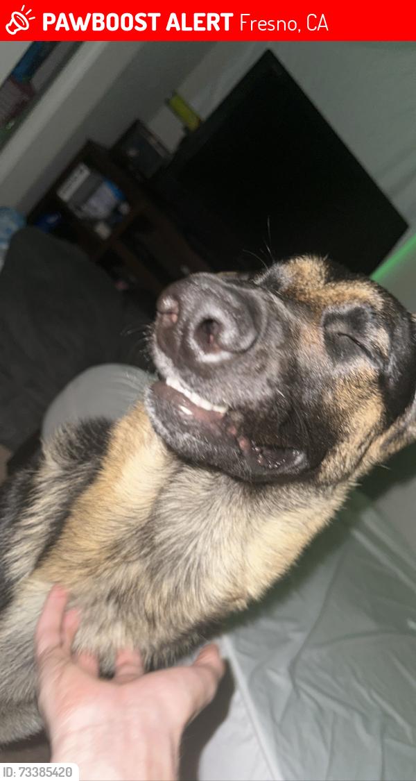 Lost Male Dog last seen Chestnut and Tulare, Fresno, CA 93702