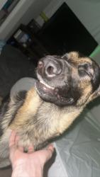 Lost Male Dog last seen Chestnut and Tulare, Fresno, CA 93702