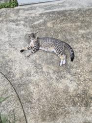 Found/Stray Female Cat last seen Harvard street west, Lakeland, FL 33805