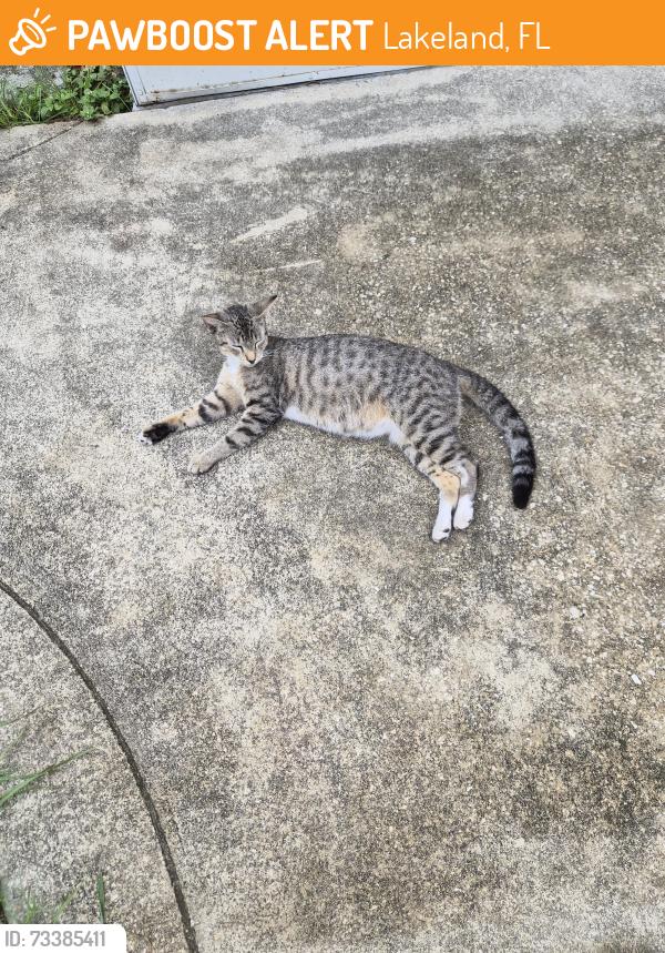 Found/Stray Female Cat last seen Harvard street west, Lakeland, FL 33805