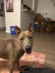Found/Stray Female Dog last seen Smart Dacor Appliance Repair Fort Worth, Fort Worth, TX 76107