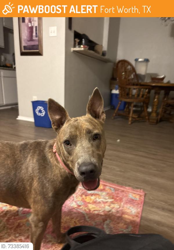 Found/Stray Female Dog last seen Smart Dacor Appliance Repair Fort Worth, Fort Worth, TX 76107
