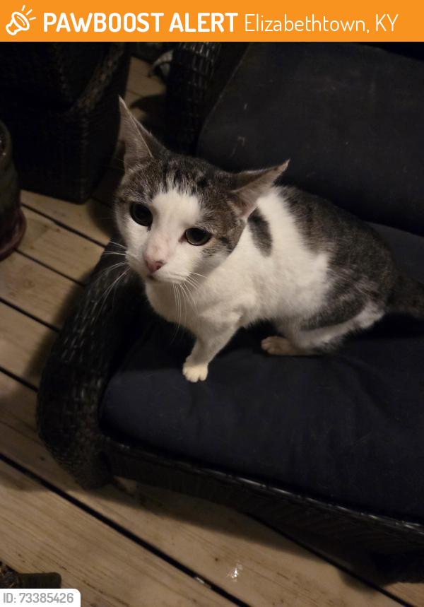 Found/Stray Female Cat last seen Goodman Lane, Elizabethtown, KY 42701