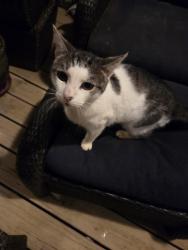 Found/Stray Female Cat last seen Goodman Lane, Elizabethtown, KY 42701