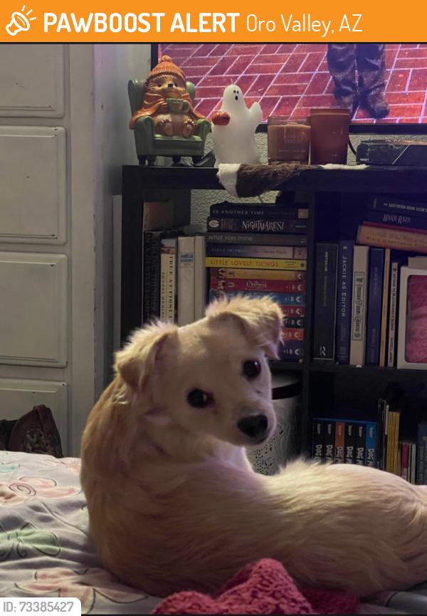 Found/Stray Female Dog last seen Magee and Oracle, Oro Valley, AZ 85704