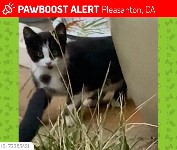 Lost Unknown Cat last seen Pimlico, fairlands, w las positas, Santa Rita rd, Pleasanton, CA 94588
