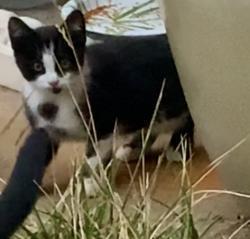 Lost Unknown Cat last seen Pimlico, fairlands, w las positas, Santa Rita rd, Pleasanton, CA 94588