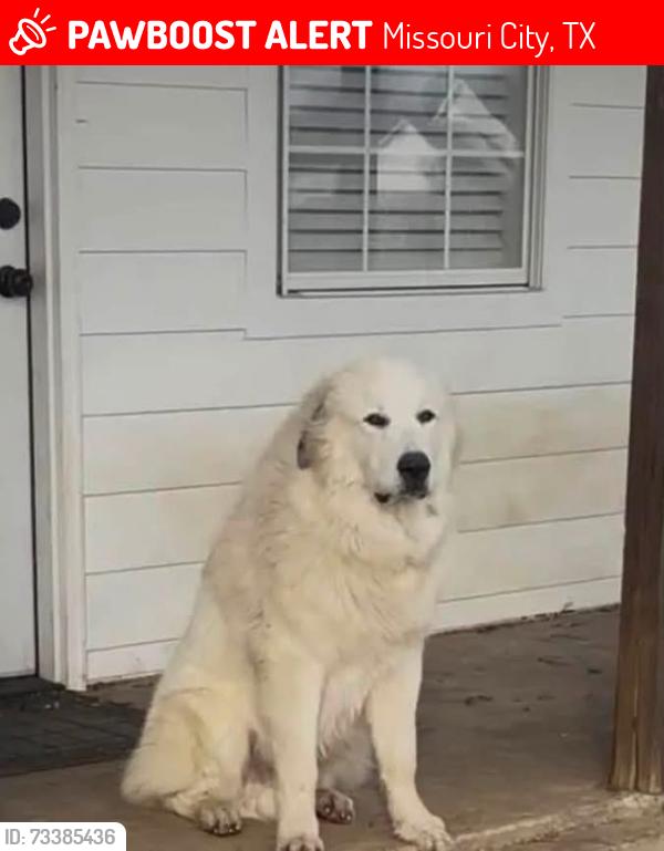 Lost Male Dog last seen Packer Ln, Missouri City, TX 77459