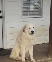 Lost Male Dog last seen Packer Ln, Missouri City, TX 77459