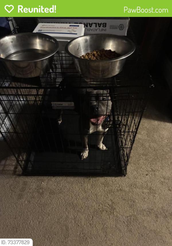 Reunited Unknown Dog last seen 17th Ave, Newark, NJ 07103
