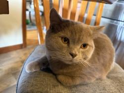 Lost Male Cat last seen Stratford Ave, Garden City, NY 11530