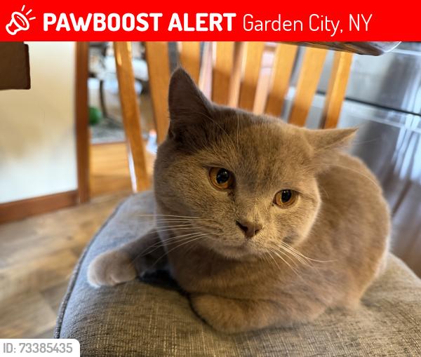 Lost Male Cat last seen Stratford Ave, Garden City, NY 11530