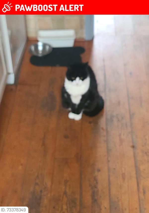 Lost Female Cat last seen Upnor ME2 4XG, Lower Upnor, England ME2 4GP