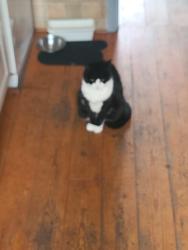 Lost Female Cat last seen Upnor ME2 4XG, Lower Upnor, England ME2 4GP