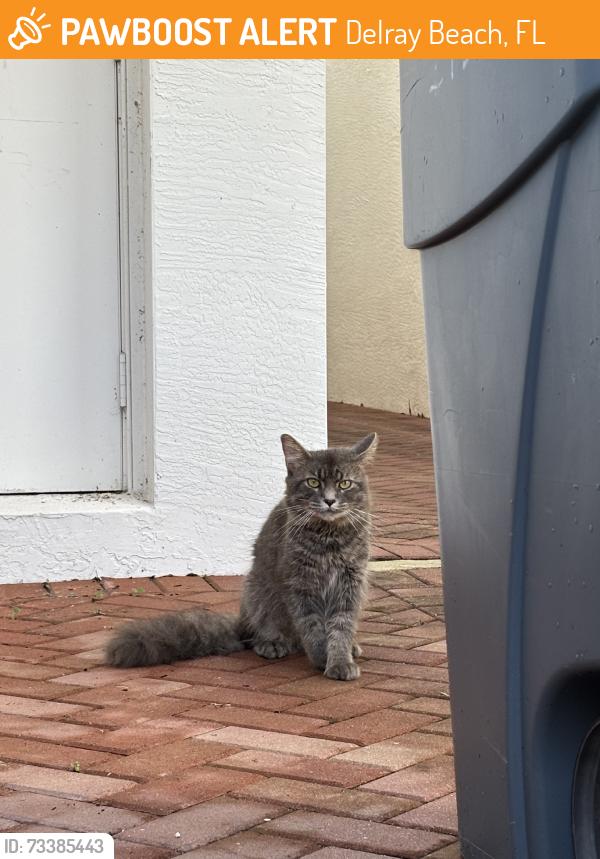 Found/Stray Unknown Cat last seen Atl, Delray Beach, FL 33484