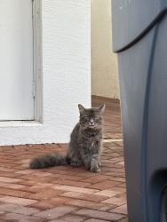 Found/Stray Unknown Cat last seen Atl, Delray Beach, FL 33484