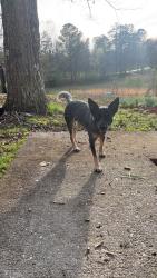 Reunited Male Dog last seen Lindsey memorial, Mill Creek Rd SW, GA 30740