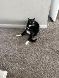 Lost Male Cat last seen Near timber creek dr, Columbia, MO 65202