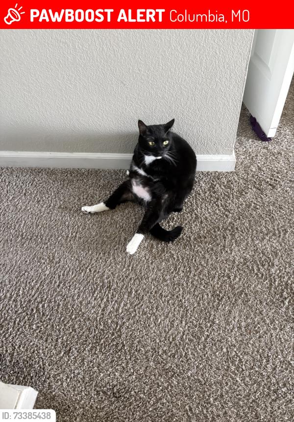 Lost Male Cat last seen Near timber creek dr, Columbia, MO 65202