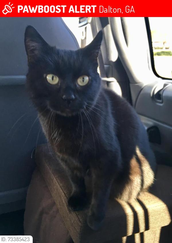 Lost Female Cat last seen Near Florence Ace, Dalton, GA 30720