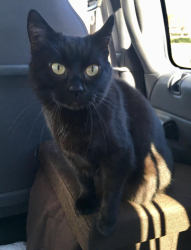 Lost Female Cat last seen Near Florence Ace, Dalton, GA 30720