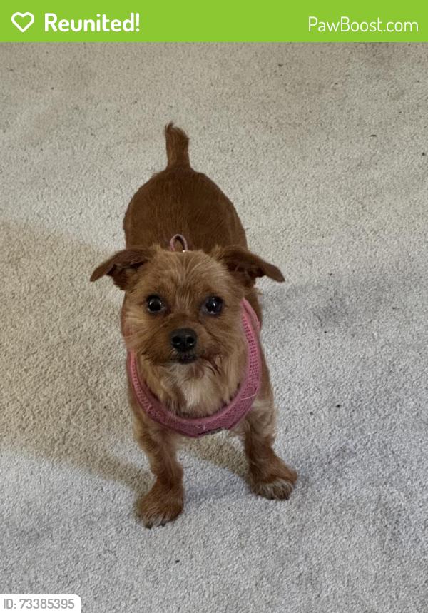 Reunited Female Dog last seen 28th St N, Arlington, VA, USA, Arlington, VA 22213
