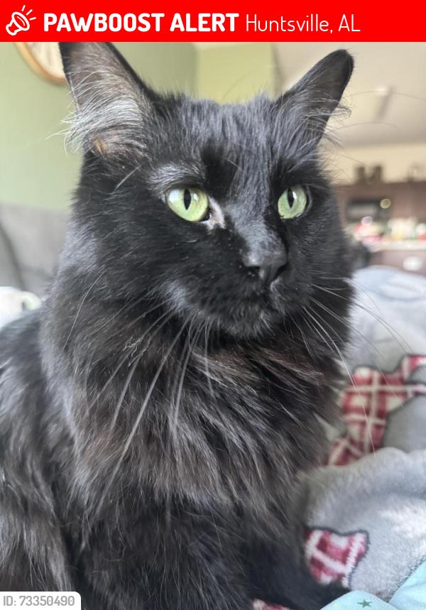 Lost Female Cat last seen Discovery/Explorer, Huntsville, AL 35806