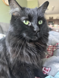 Lost Female Cat last seen Discovery/Explorer, Huntsville, AL 35806