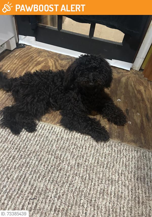 Found/Stray Female Dog last seen Between Founders Ter & Founders Woods Way, Fort Washington, MD 20744