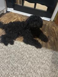 Found/Stray Female Dog last seen Between Founders Ter & Founders Woods Way, Fort Washington, MD 20744