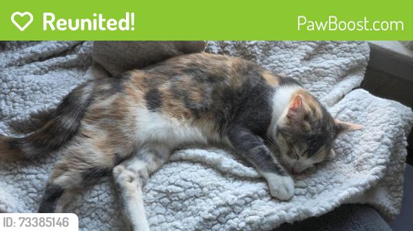 Reunited Female Cat last seen 205st on perry, The Bronx, NY 10467