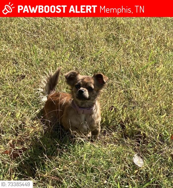 Lost Female Dog last seen Watkins, Memphis, TN 38127