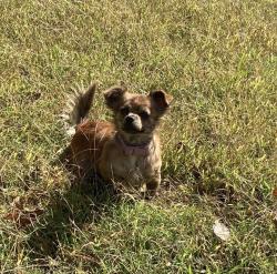 Lost Female Dog last seen Watkins, Memphis, TN 38127