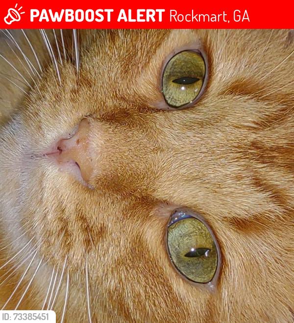 Lost Male Cat last seen Around the curve Morgan Valley rd, Rockmart, GA 30153