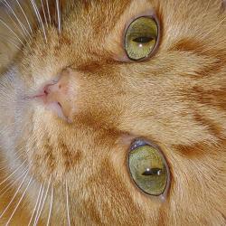 Lost Male Cat last seen Around the curve Morgan Valley rd, Rockmart, GA 30153
