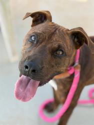 Shelter Stray Female Dog last seen CHARLOTTE, 8315 Byrum Dr, Charlotte, NC 28217, USA