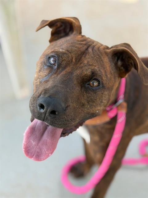 Shelter Stray Female Dog last seen CHARLOTTE, 8315 Byrum Dr, Charlotte, NC 28217, USA