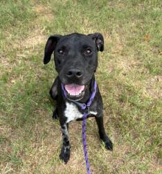 Shelter Stray Female Dog last seen CHARLOTTE, 8315 Byrum Dr, Charlotte, NC 28217, USA