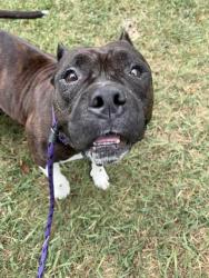 Shelter Stray Female Dog last seen CHARLOTTE, 8315 Byrum Dr, Charlotte, NC 28217, USA