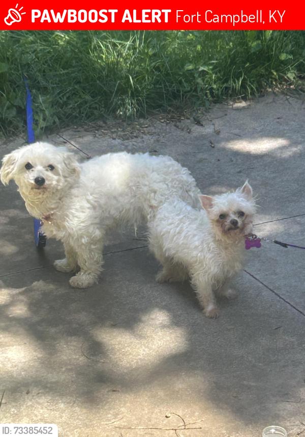 Lost Male Dog last seen Maryland Ave, Fort Campbell, KY 42223