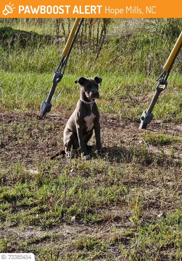 Found/Stray Unknown Dog last seen Canady St. Leading out onto Gillespi, Hope Mills, NC 28348